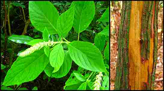 Clethra_acuminata