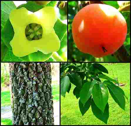 Diospyros_virginiana