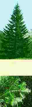 fir