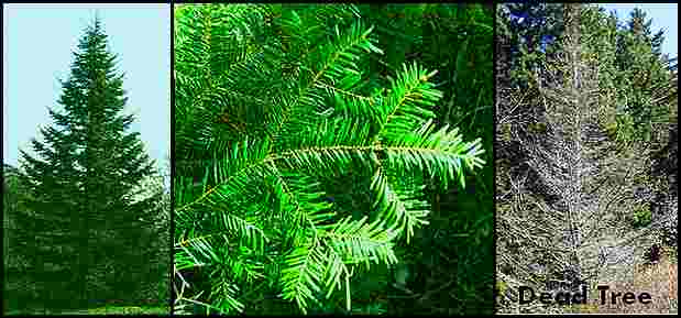 Fraser_Fir