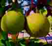 Juglans