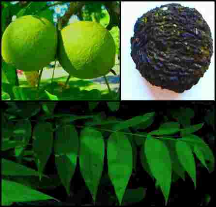 Juglans_nigra