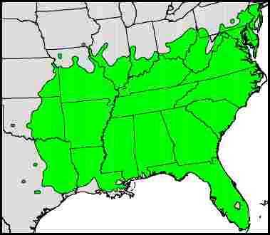 Persimmon Map