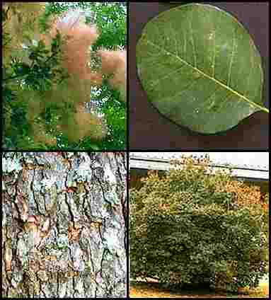 American Smoketree