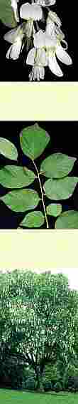 yellowwood