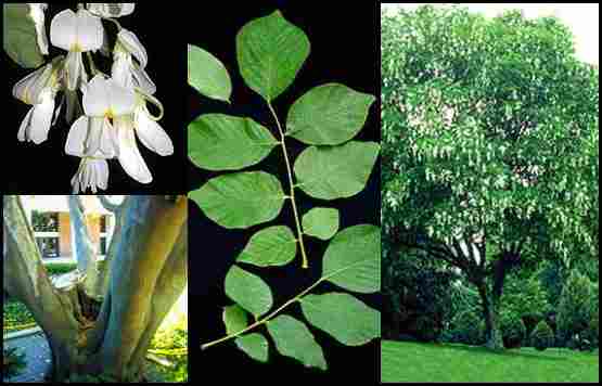American Yellowwood