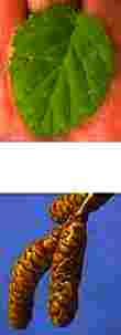 birch