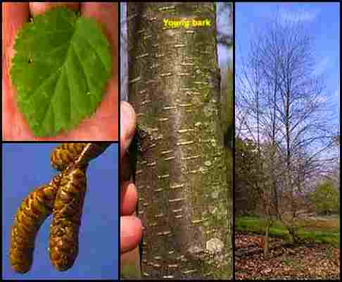 Betula uber