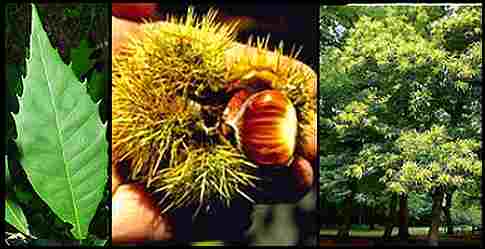 Castanea_dentata