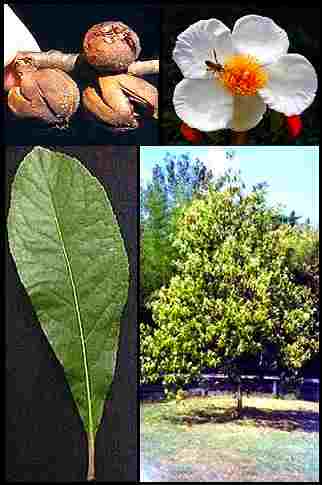 Franklinia_alatamaha