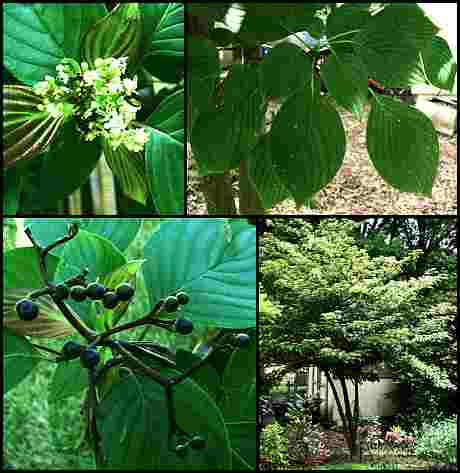 Pagoda_Dogwood