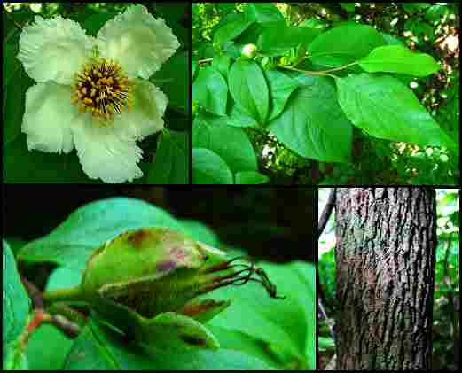 Stewartia_ovata