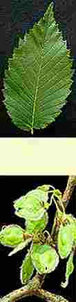 ulmus