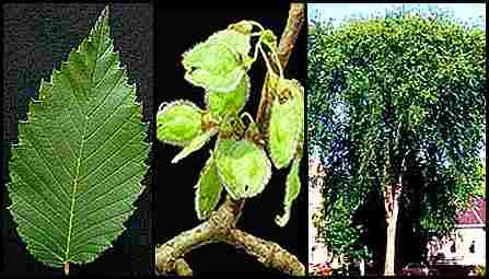 Ulmus_americana
